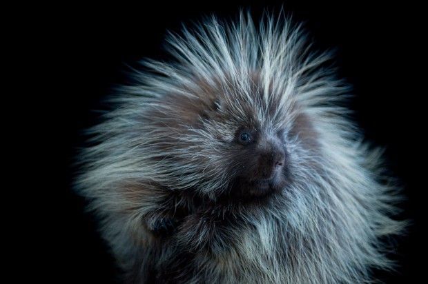 Porcupine